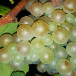 uvas blancas mont marçal