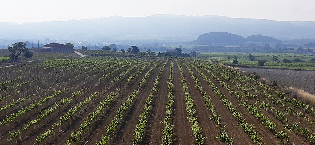 ¡Por fin empieza la floración!